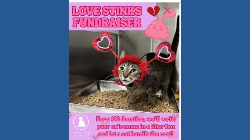 Corpus Christi Shelter Turns Breakups Into $10 Cat Donations