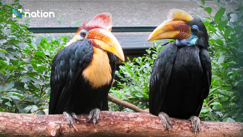 Thailand's 'Love Hornbills' Get New Protection After Decline