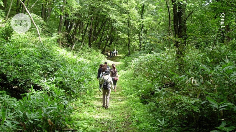 Woman breathing deeply in sunlit forest surrounded by tall trees and green foliage