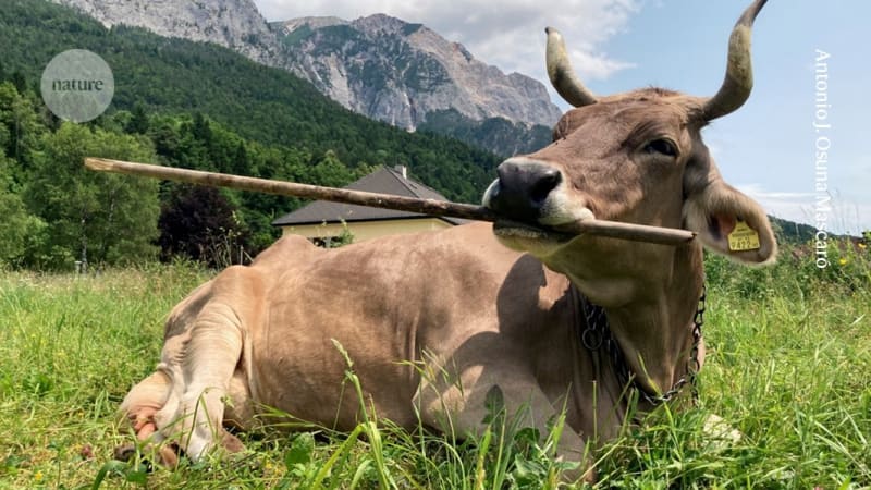 Veronika the Cow Uses Tools to Scratch Herself