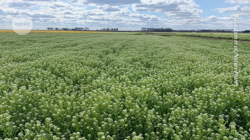 Scientists Turn Stinky Weed Into Profitable Seed Oil Crop