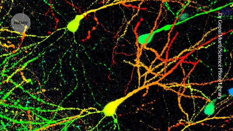 Microscope view of activated neurons glowing in brain tissue showing neural connections