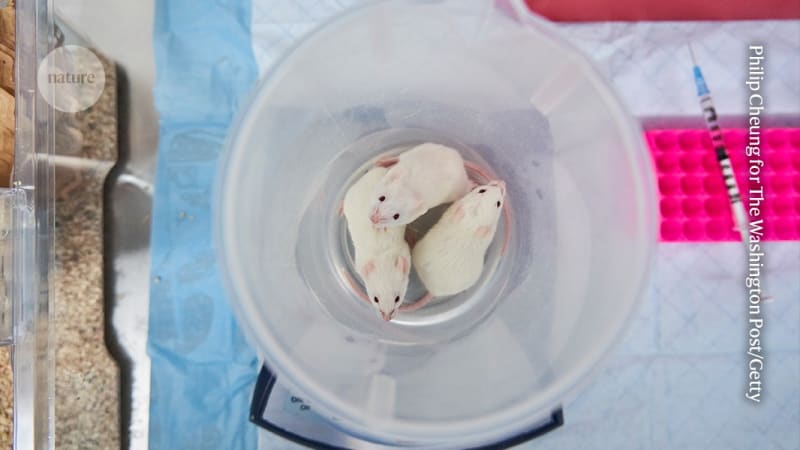 Animal Testing Falls 36% as Lab Alternatives Take Off