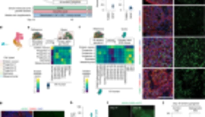 Your Lungs Can Regrow Themselves, Scientists Discover - Image 4