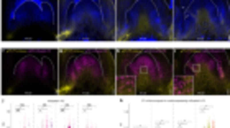 Scientists Turn Stinky Weed Into Profitable Seed Oil Crop - Image 4