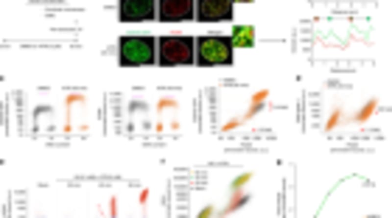 Scientists Crack Code of Skin's Natural Healing Ridges - Image 4