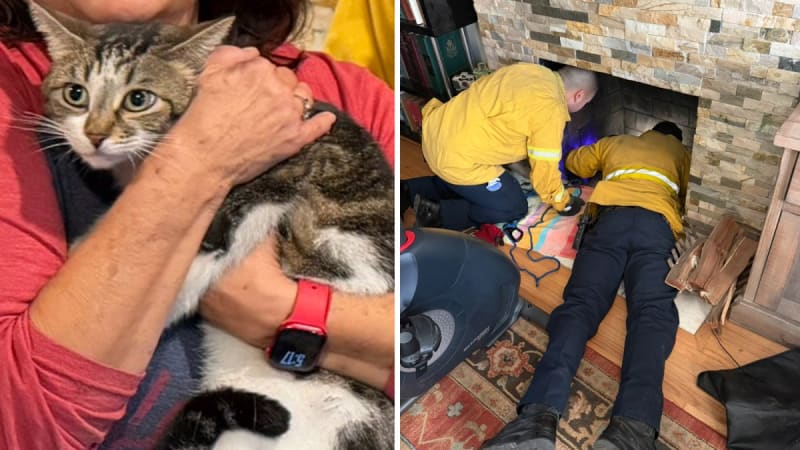 Orange County firefighters carefully rescue senior cat Franny from beneath fireplace in Seal Beach home