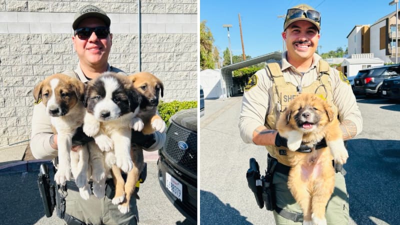 Good Samaritan Rescues 6 Puppies Left Roadside in Bucket