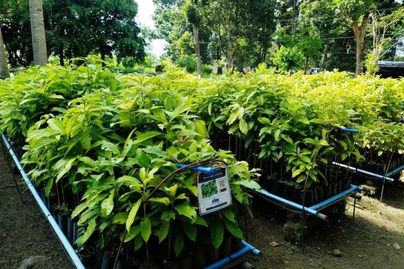 45,000 Trees Planted in 4 Years Across South Cotabato
