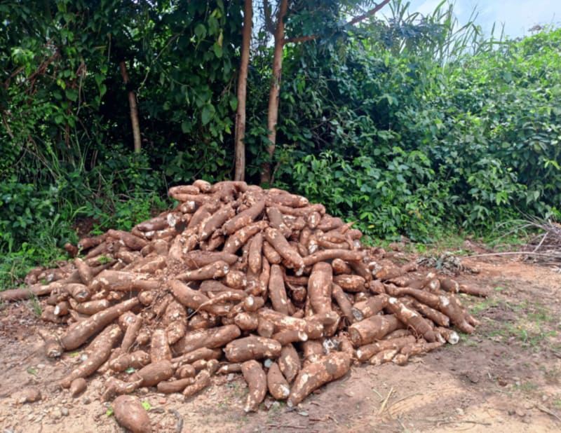 Nigeria Leads World in Nutrient-Rich Crop Development