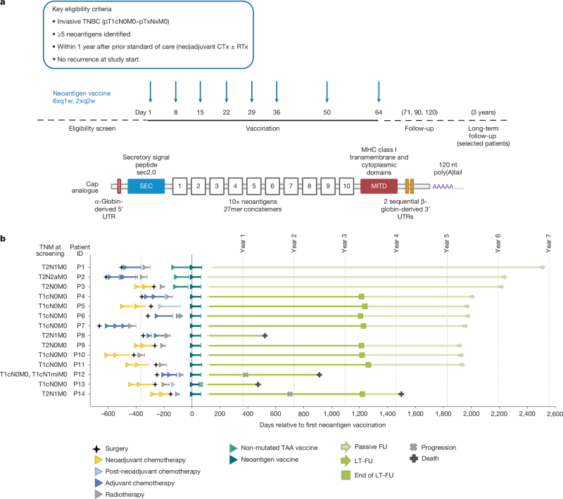 Cancer Vaccine Keeps 11 Breast Cancer Patients Disease-Free - Image 2
