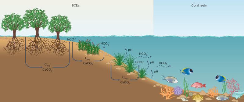 Mangroves Could Fund Coral Reef Recovery - Image 2