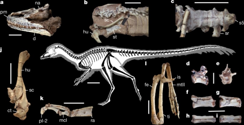 Tiny Dinosaur Fossil Rewrites 150 Million Years of History
