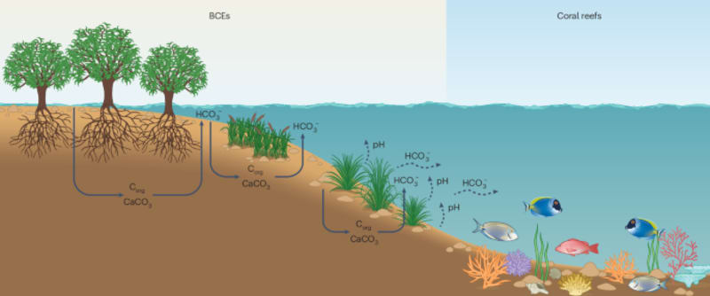 Mangroves Could Fund Coral Reef Recovery