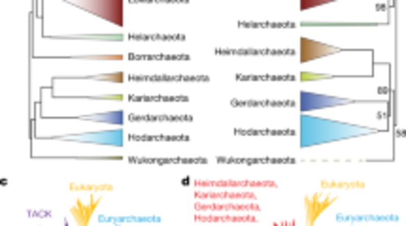 Scientists Solve Mystery of How Complex Life Began on Earth - Image 5