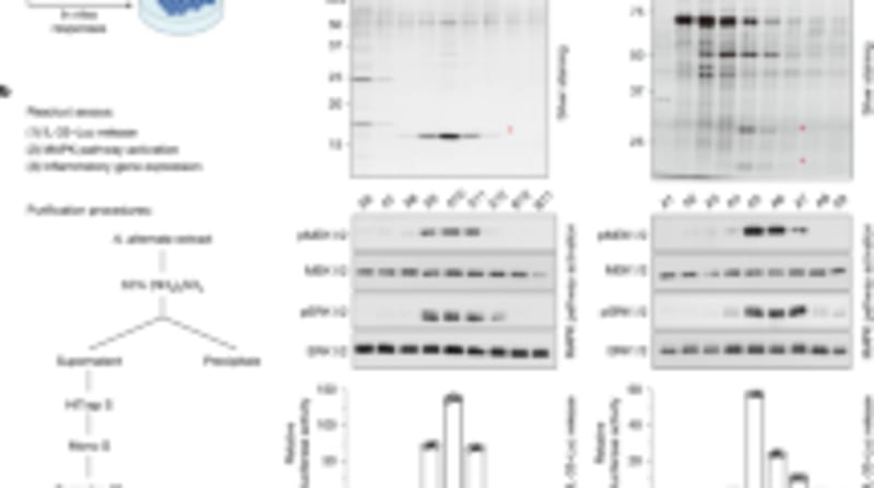Scientists Find Why Some People Never Get Allergies - Image 4