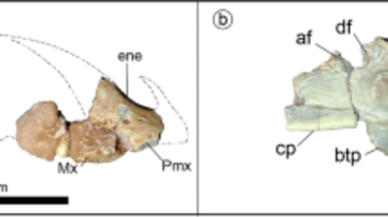 Tiny Dinosaur Fossil Rewrites 150 Million Years of History - Image 5
