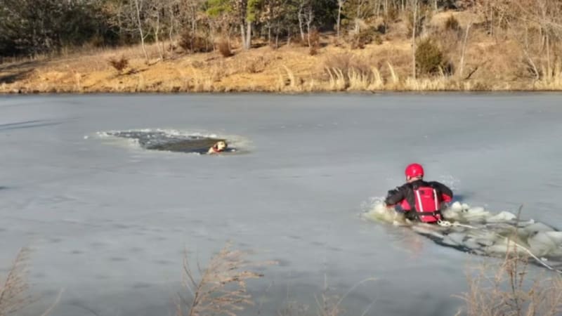 Firefighter in water rescuing dog from frozen icy pond in Huntsville Arkansas