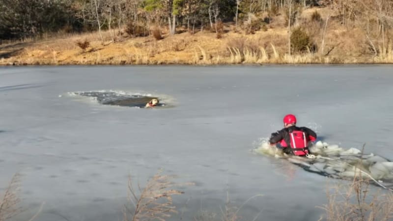 Firefighter Dives Into Icy Pond to Save Trapped Dog - Image 2