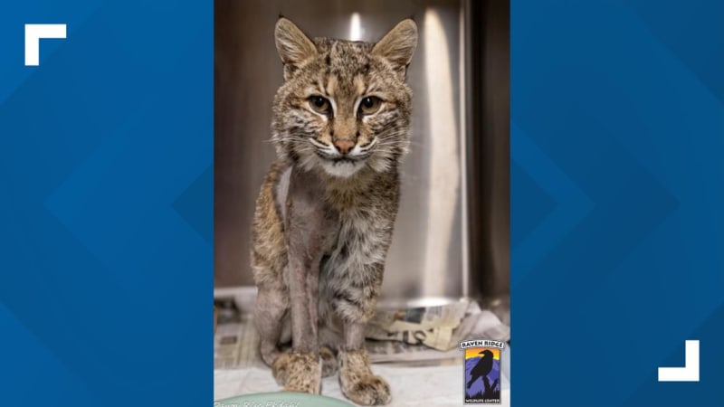 Bobcat Survives Car Crash, Gets Life-Saving Surgery