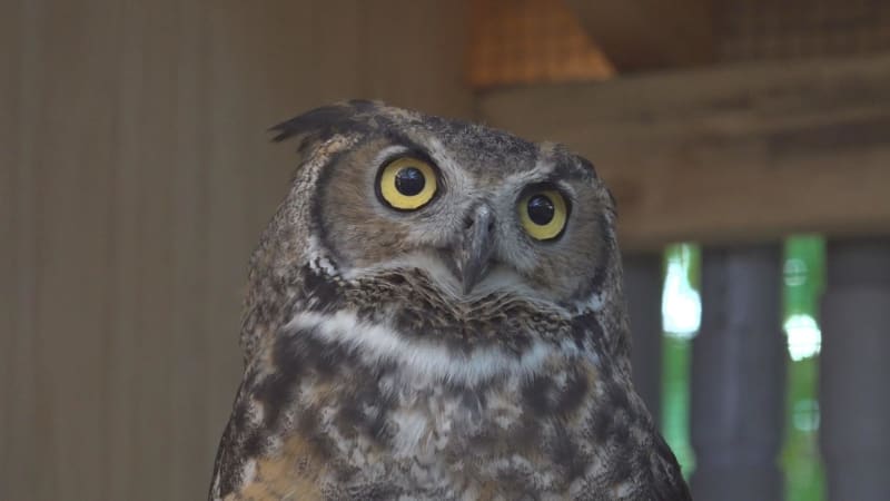 Bobcat Survives Car Crash, Gets Life-Saving Surgery - Image 2