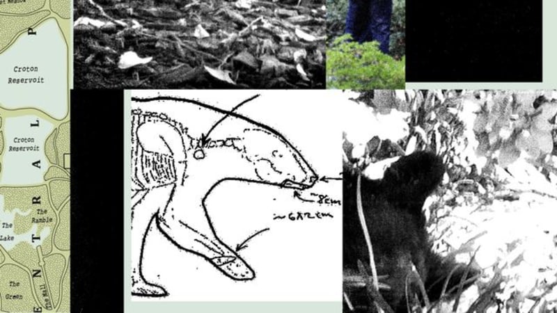 21 Baby Right Whales Born This Season—A Rare Boom - Image 2