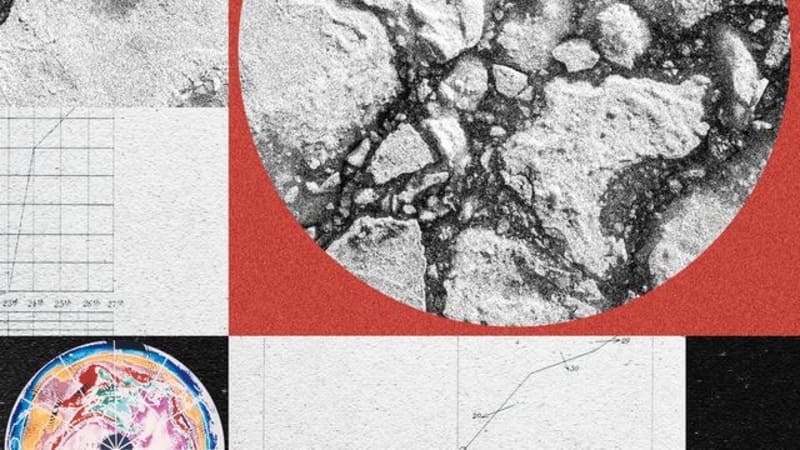 21 Baby Right Whales Born This Season—A Rare Boom - Image 3