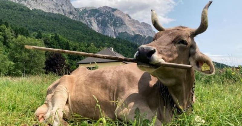 Austrian Cow Veronika Uses Tools Like Chimps Do