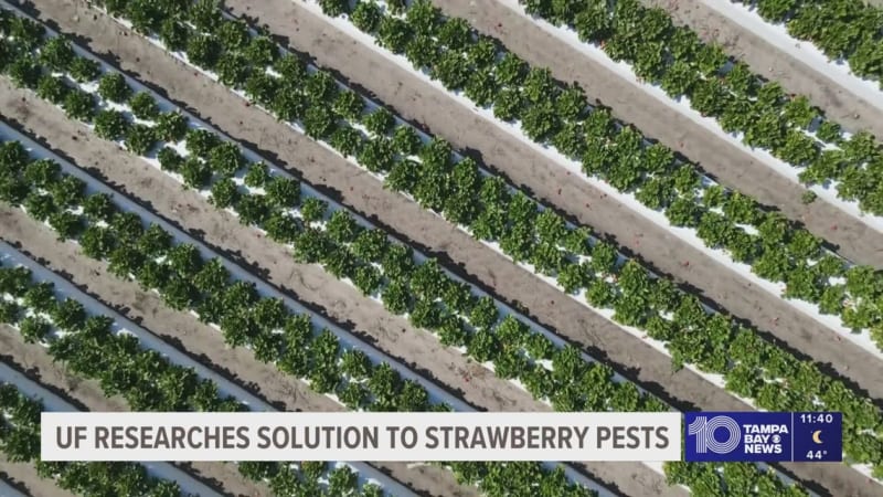 Florida Finds Mite That Eats Two Strawberry Pests