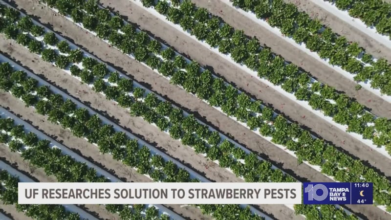 Florida Finds Mite That Eats Two Strawberry Pests - Image 2