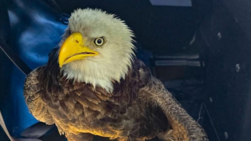 Bradenton Bald Eagle Saved by Quick-Thinking Resident