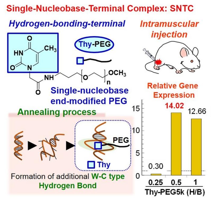 Tokyo Scientists Create Safer DNA Delivery for Gene Therapy - Image 2