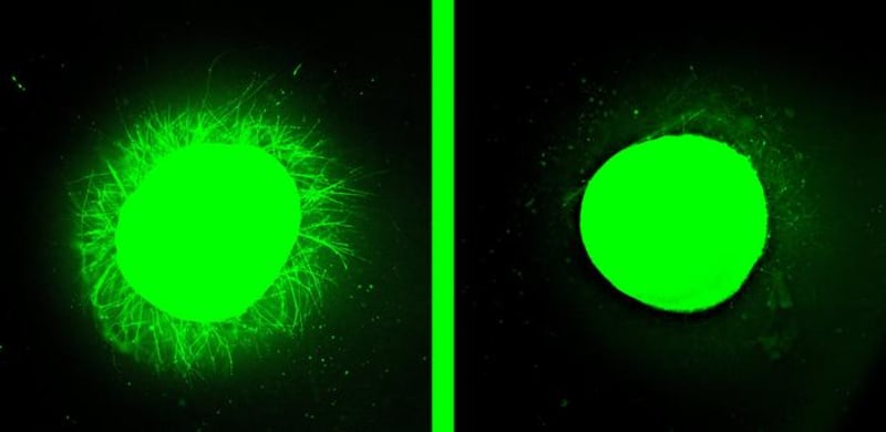 Lab-Grown Spinal Cords Show 'Dancing Molecules' Heal Injuries - Image 2