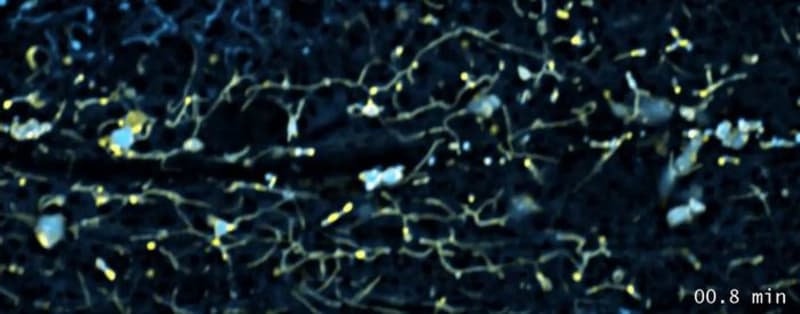 Scientists Find Key to Healthier Aging in Our Cells - Image 2