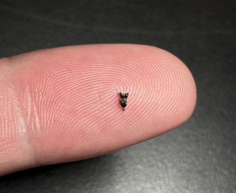 Tiny Fossil Discovery Reveals Earliest Primate Ancestors - Image 2