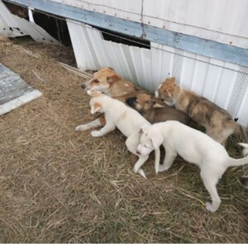 Arkansas Rescue Saves 51 Dogs From Former Shelter - Image 5