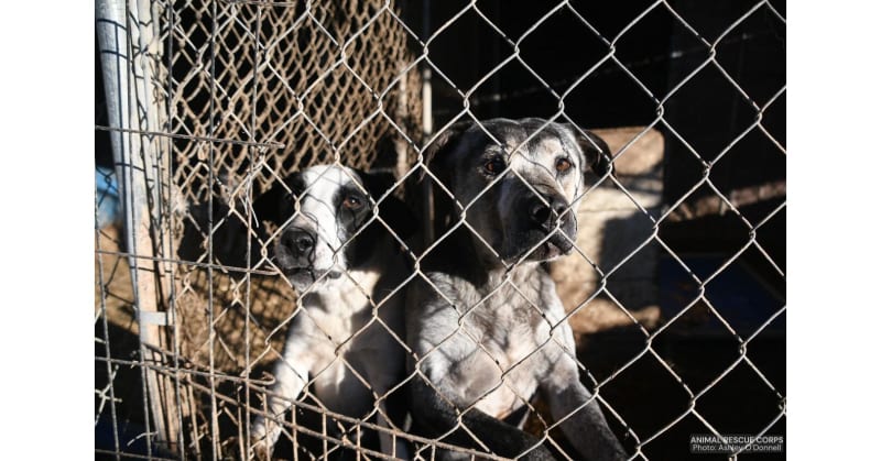 Large breed dogs in outdoor kennels awaiting rescue by Animal Rescue Corps in Arkansas