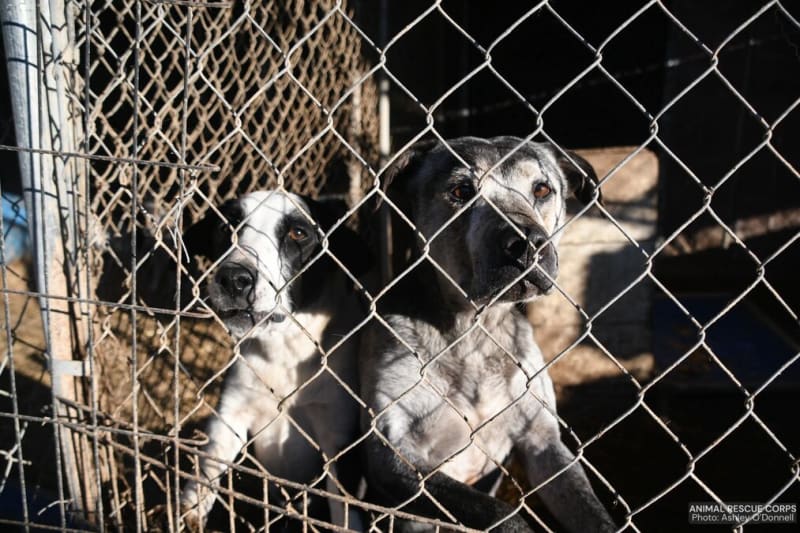Arkansas Rescue Saves 51 Dogs From Former Shelter - Image 2