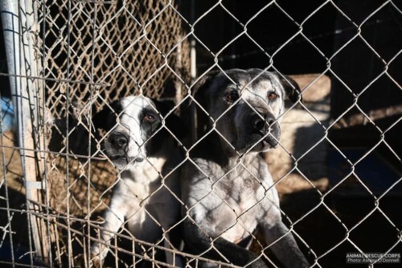 Arkansas Rescue Saves 51 Dogs From Former Shelter - Image 3