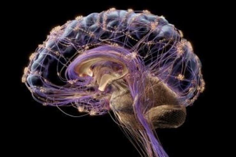 Brain Pathway Melts Stubborn Fat Without Dieting - Image 5