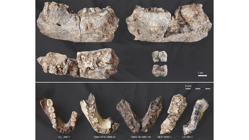 2.6M-Year-Old Jaw Rewrites Human Evolution Story