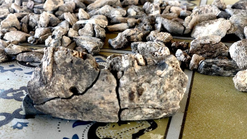 2.6M-Year-Old Jaw Rewrites Human Evolution Story - Image 2