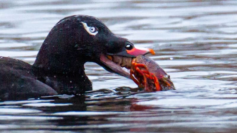 Birdwatchers' Lucky Photo Solves Chicago River Mystery