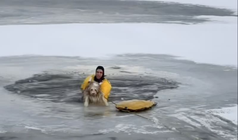 Firefighter Saves Dog From Icy Colorado Pond - Image 3