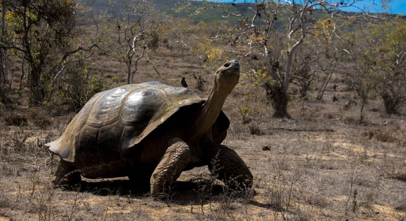 150,000 Goats Removed to Save Galápagos Giant Tortoises - Image 2