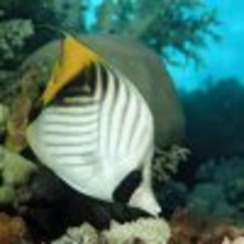 Young Clownfish Lose Stripes Faster Around Adult Role Models - Image 5