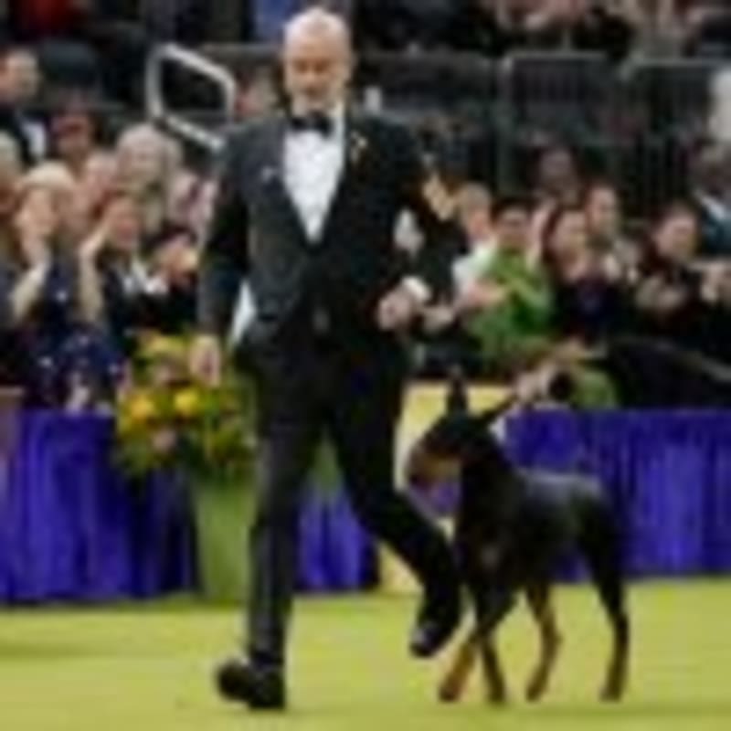 Penny the Doberman Wins 150th Westminster Dog Show - Image 3