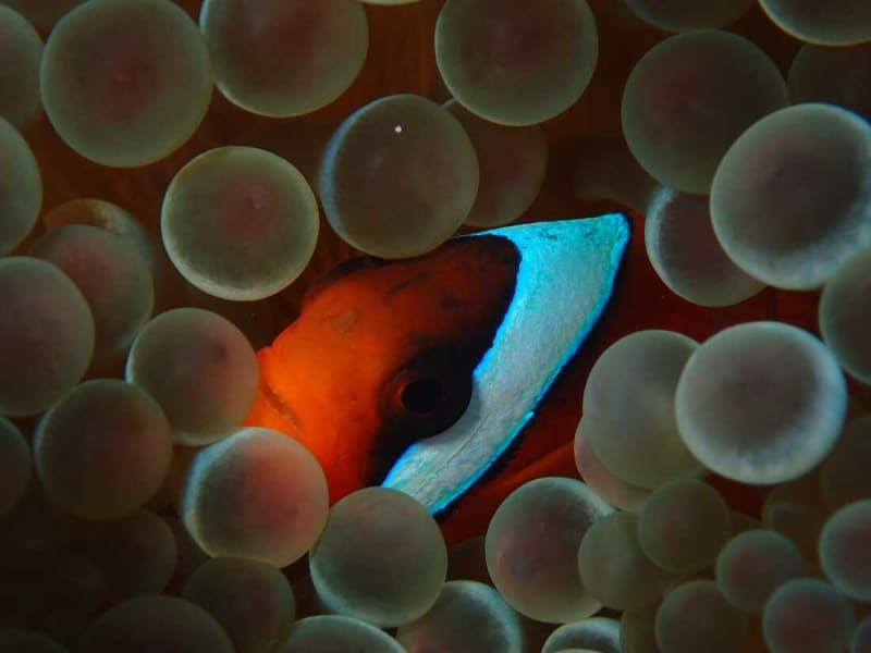 Young Clownfish Lose Stripes Faster Around Adult Role Models - Image 4