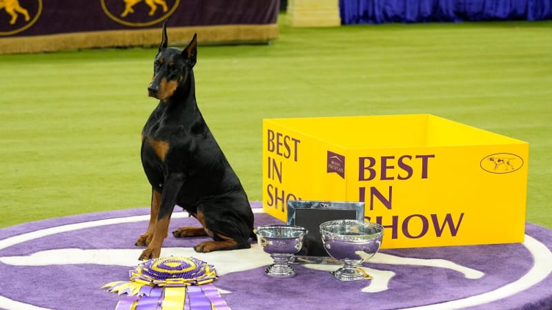 Penny the Doberman pinscher posing after winning best in show at Westminster