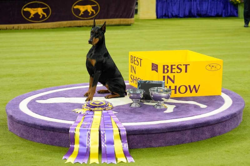 Penny the Doberman Wins 150th Westminster Dog Show - Image 2